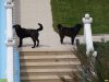 Активистов на "даче Ремезкова" встретили злые собаки