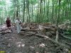Стволы уничтоженных деревьев у подножья горы Липовой