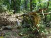 Варвары-лесорубы прошлись по горе Липовой, оставляя пни, завалы, поврежденную почву и загубленные деревья