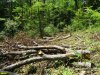 Завалы срубленного и брошенного гнить леса на горе Липовой