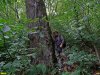 До этого векового леса на горе Липовой пока не добрались варвары-лесорубы, но скоро и он может пойти под топор