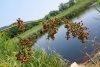 Меч-трава Мартиуса на озере Романтики
