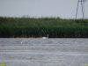  Лебеди-шипуны на мелководье Бейсугского лимана