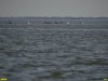 Колония кудрявых пеликанов в Бейсугском лимане