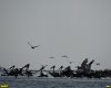 Колония кудрявых пеликанов в Бейсугском лимане 
