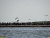 Колония кудрявых пеликанов в Бейсугском лимане