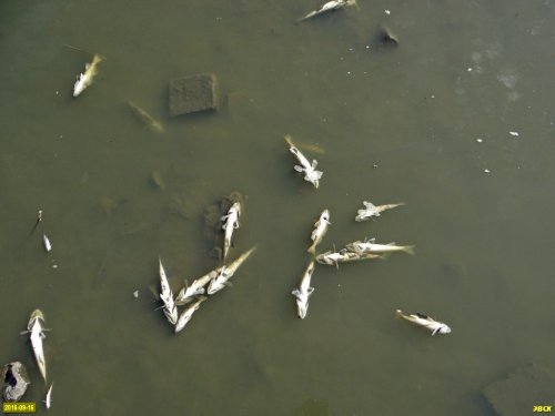 Замор рыбы в старице реки Кубань напротив Зелёного острова