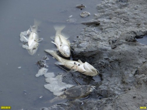 Замор рыбы в старице реки Кубань напротив Зелёного острова