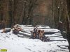 Склад со стволами деревьев, вырубленных при строительстве компанией "Роза Хутор" дороги в Сочинском нацпарке