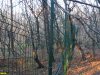 Забор, огораживающий "пригожинский" участок