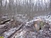 Вырубка леса на велотрассе Кабанья на горе Герсеванова