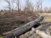 Следы варварского уничтожения леса на косе возле Горского затона в Краснодаре