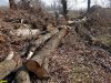 Последствия уничтожения леса на Горской косе