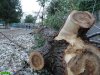 Стволы погибших деревьев разбросаны по всему двору гимназии №72