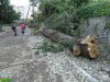 Вырубка деревьев на территории гимназии №72 в Краснодаре