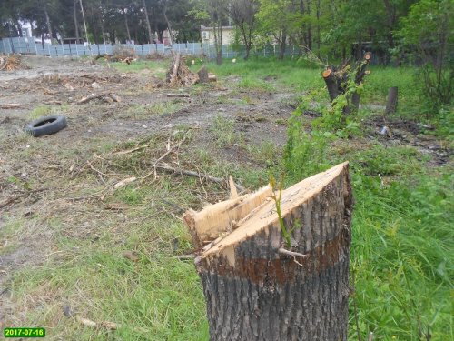Уничтоженные деревья на территории остановленного строительства