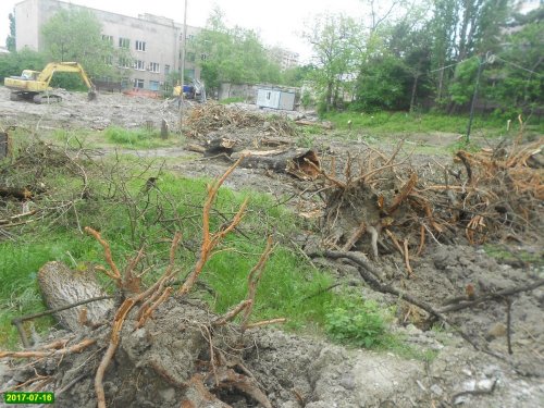 Уничтоженные деревья на территории остановленного строительства