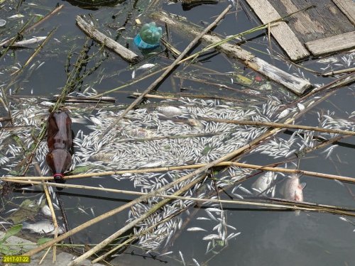 Очередной замор рыбы в Карасунских озёрах