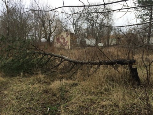 Неизвестные срубили деревья в новочеркасском "Агролесе"