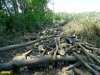 Последствия лесоповала на хуторе Ленина, устроенного по заказу родственников Александра Ткачева