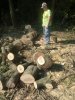 Вырубка лесополосы на хуторе Ленина продолжается