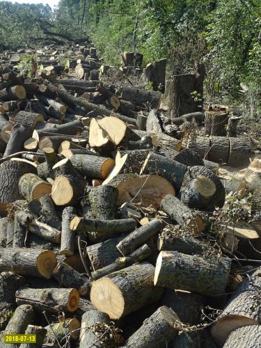 Вся территория бывшей лесополосы завалена трупами деревьев