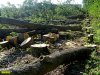 Уничтоженная Ткачёвыми лесополоса возле хутора Ленина