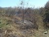 Обгоревшие в результате пожара на свалке кустарники
