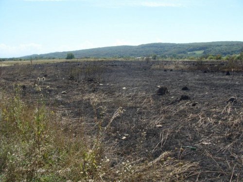 Сгоревшие в результате пожара на свалке частные сенокосы