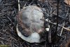 Погибшая водяная черепаха
