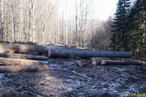 Лес под Ивановой поляной стал деловой древесиной