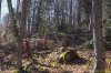 Вырубки в пихтово-буковом лесу под Ивановой поляной (Мезмай)