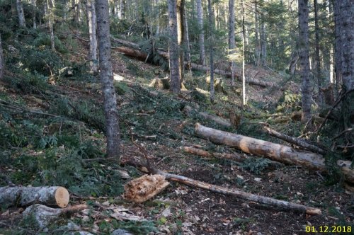 Лес под Ивановой поляной стал деловой древесиной