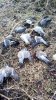 Массовая гибель птицы от яда против грызунов в Калининском районе