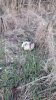 Отравленная птица на поле в Калининском районе