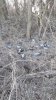 Лесополоса в Калиниском районе завалена отравленной птицей
