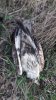 Хищные птицы погибли в результате поедания отравившихся ядовитым зерном голубей
