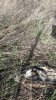 Погибшая в результате потравы птица в Калининском районе