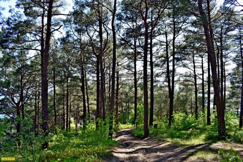 Реликтовый сосновый лес в Хропаковой щели