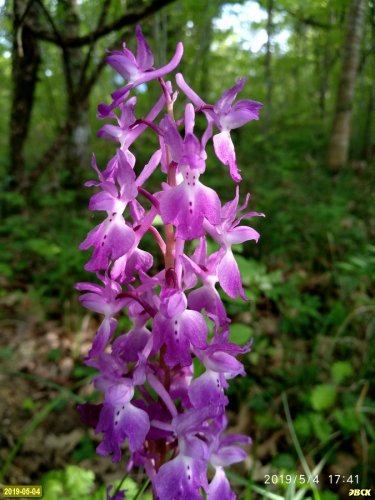Краснокнижный вид семейства Орхидных в долине Малого Бжида