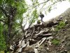 Инспекция "патриаршей" свалки в лесу под Дивноморском