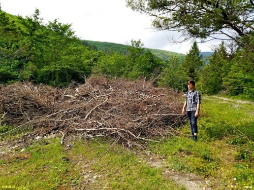 Стволы и ветви деревьев, вырубленных при "зачистке" захваченной территории