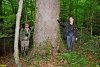 В долине Серебрячки сохранились вековые деревья