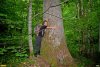 В долине Серебрячки сохранились вековые деревья