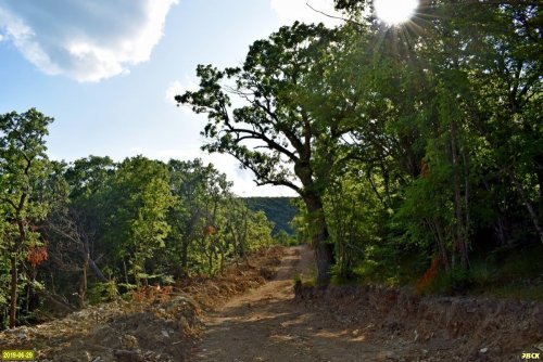 Трасса под газопровод на Дюрсо прорезала особо охраняемый реликтовый дубовый лес