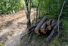 Под строительство газопровода была осуществлена массовая вырубка леса