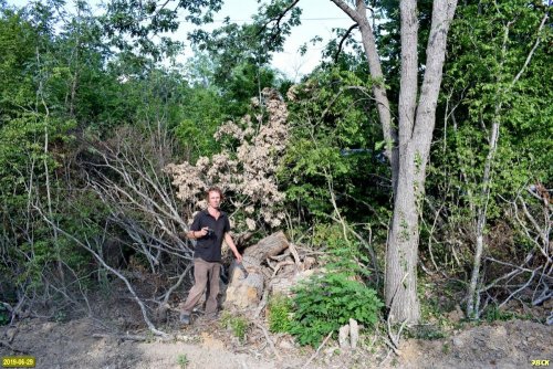 Вдоль трассы газопровода на Дюрсо повсеместно разбросаны порубочные остатки старовозрастных дубов и ясеней