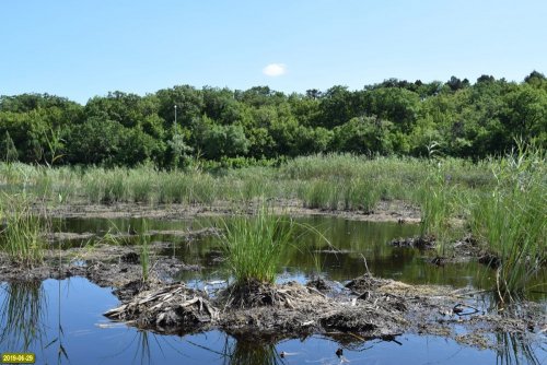 После "зачистки" озера от болотной растительности Меч-трава Мартиуса, к счастью, не была полностью уничтожена