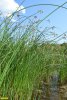 Заросли меч-травы в озере Романтики (Сладкий лиман)