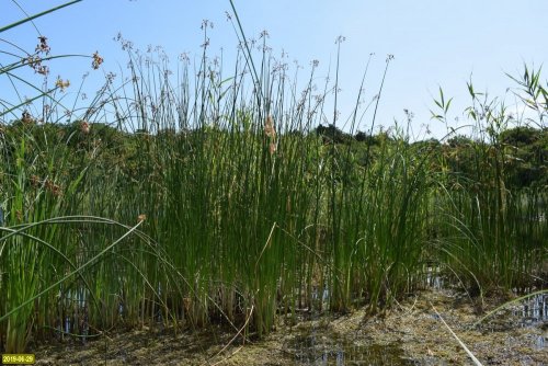 Меч-трава в озере Романтики